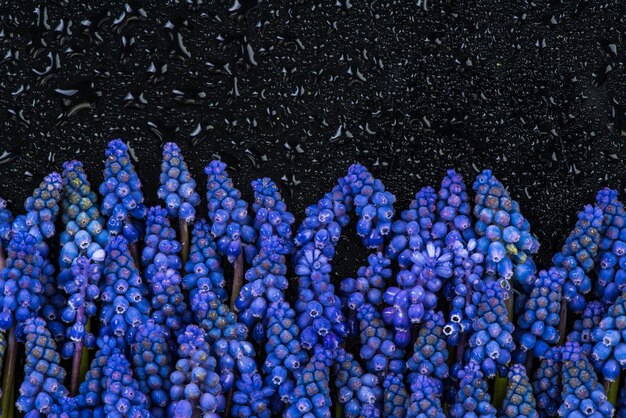 Photo jacinthe bleue bouchent l'espace de copie