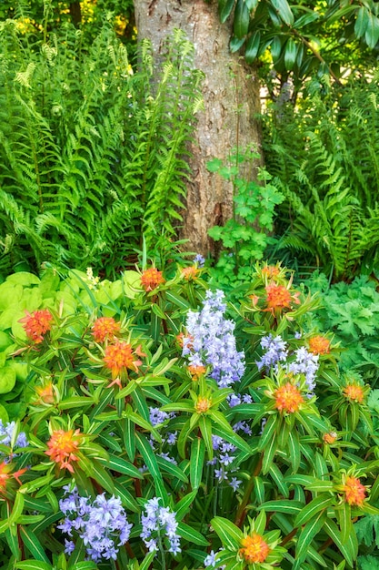 Jacinthe des bois et fleurs d'euphorbe de Pékin dans un parc verdoyant Paysage naturel de plantes à fleurs bleu violet et orange poussant entre le tronc d'arbre et le feuillage des arbustes dans un jardin de printemps extérieur ou une arrière-cour