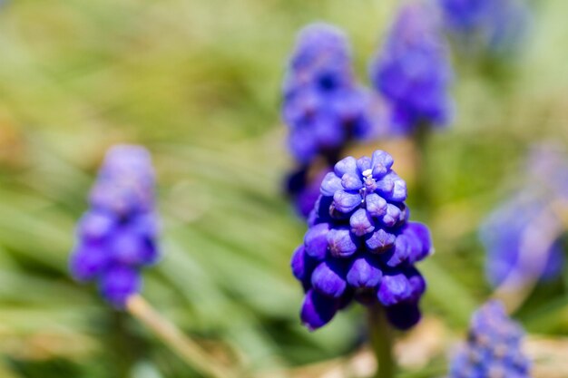 La jacinthe commune des raisins (Muscari botryoides) en pleine floraison.