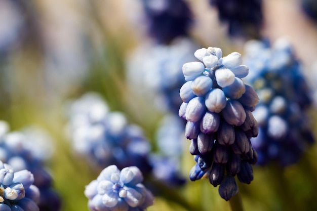 La jacinthe commune des raisins (Muscari botryoides) en pleine floraison.