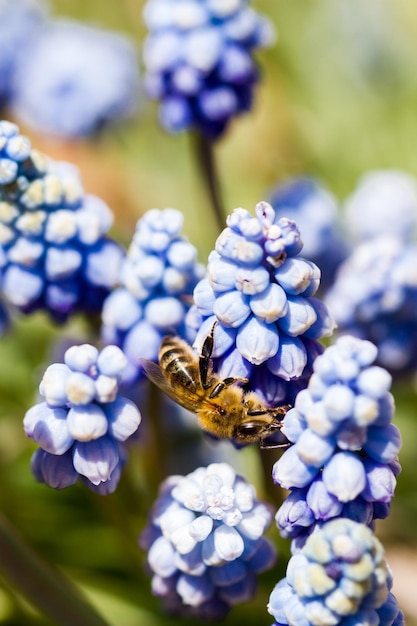 La jacinthe commune des raisins (Muscari botryoides) en pleine floraison.