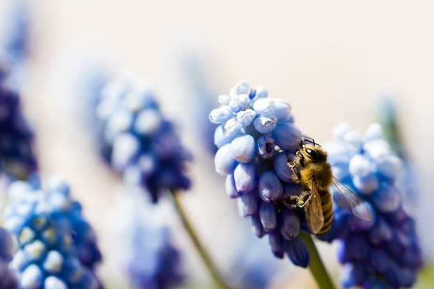 La jacinthe commune des raisins (Muscari botryoides) en pleine floraison.