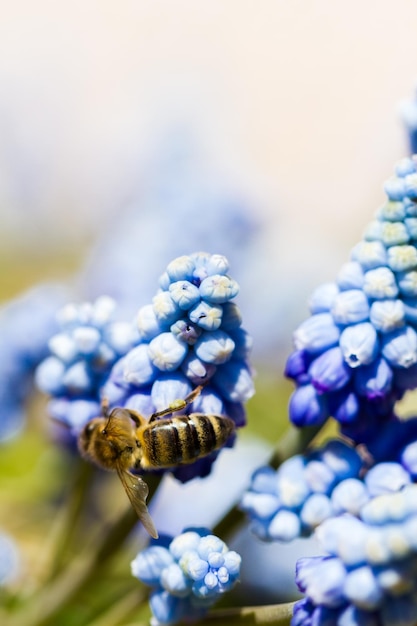 La jacinthe commune des raisins (Muscari botryoides) en pleine floraison.