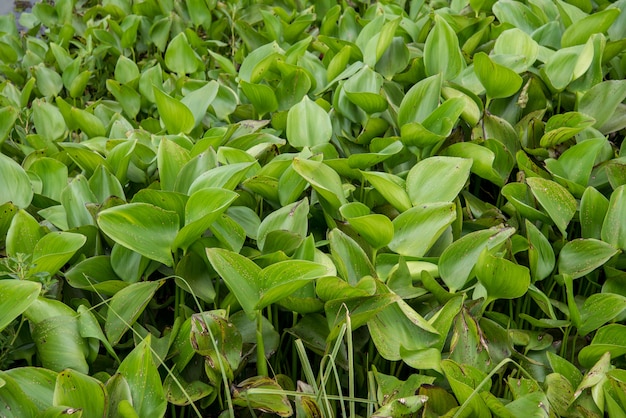 Jacinthe dans le réservoir