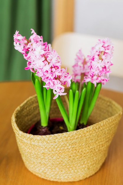 Une jacinthe dans un vase en osier se dresse sur une table marron devant un rideau vert