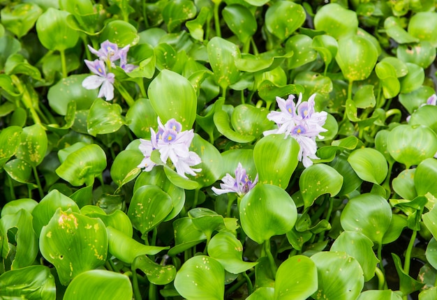 Jacinthe d&#39;eau dans la rivière