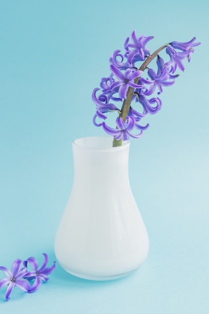 Jacinthe fleurissant dans un vase en verre blanc