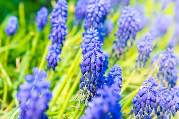 Jacinthe fleurs bleues