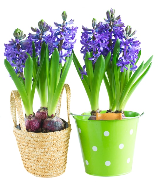 Jacinthe frais bleu fleurs en fleurs en pots isolé sur fond blanc