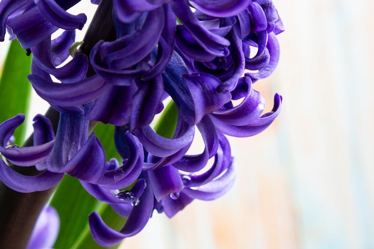 Photo jacinthe avec pétales de lilas et gouttes de pluie, macro photo, fond naturel floral