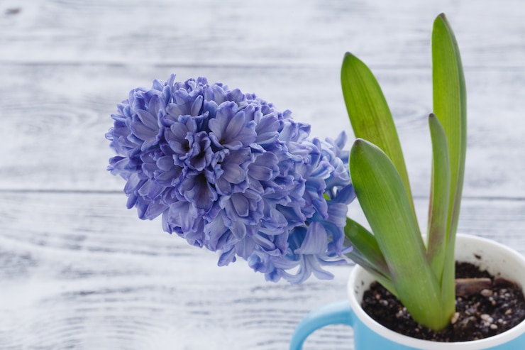 Photo jacinthe de printemps dans une tasse