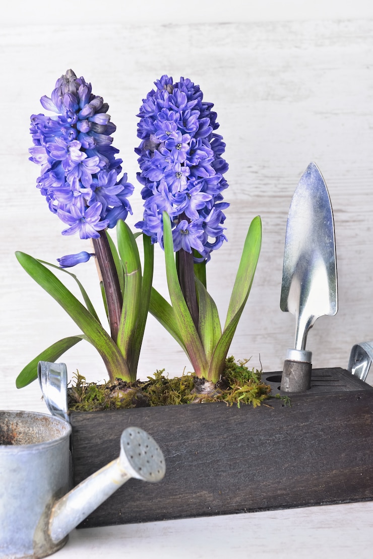 Photo jacinthe qui fleurit en bois décoratif en pot à côté de la pelle et petit arrosoir sur mur en bois blanc