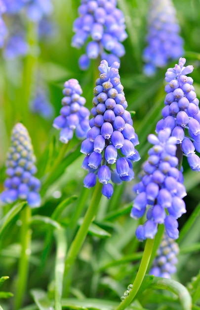 Jacinthe de raisin bleu qui fleurit dans le jardin