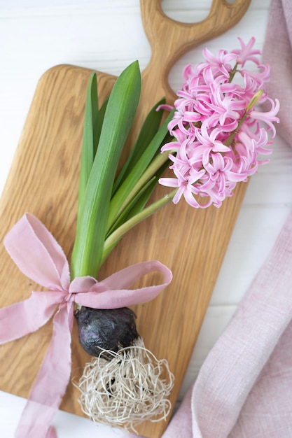 Jacinthe rose avec une ampoule décorée d'un arc sur un fond clair