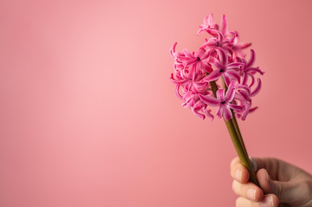 Jacinthe rose dans une main féminine sur fond rose