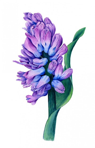 Jacinthe violette avec feuille verte isolée sur une illustration botanique aquarelle fond blanc