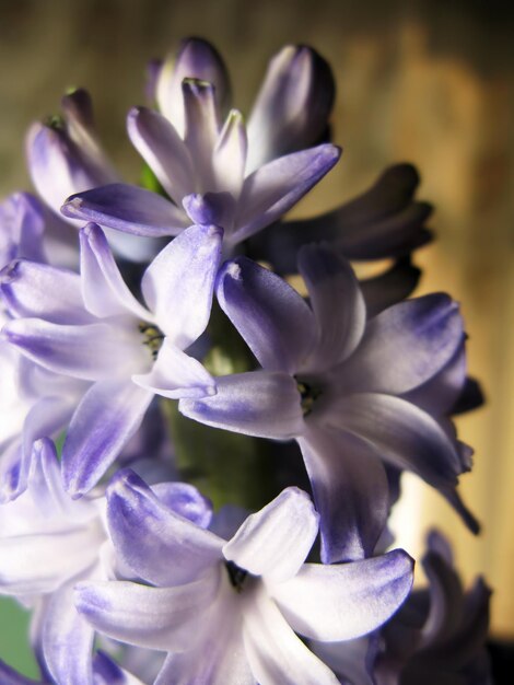 Jacinthe violette violet fleur nature macro photo