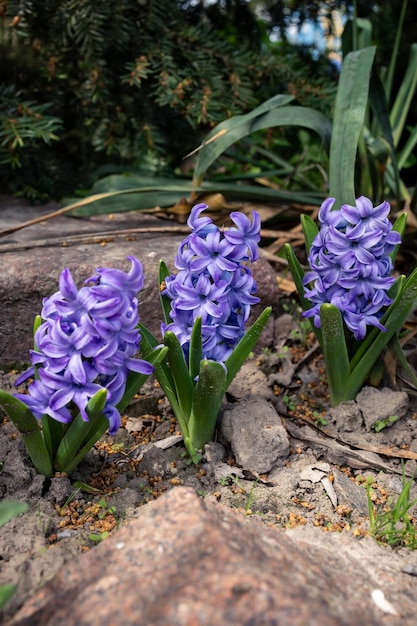 Jacinthes bleues dans le parc