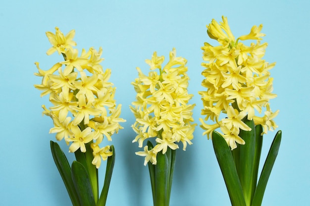 Jacinthes fleurs jaunes sur fond bleu