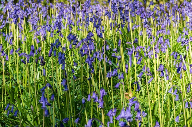 Jacinthes, Hyacinthoides, fleurs sauvages en fleurs dans la forêt d'Irlande.