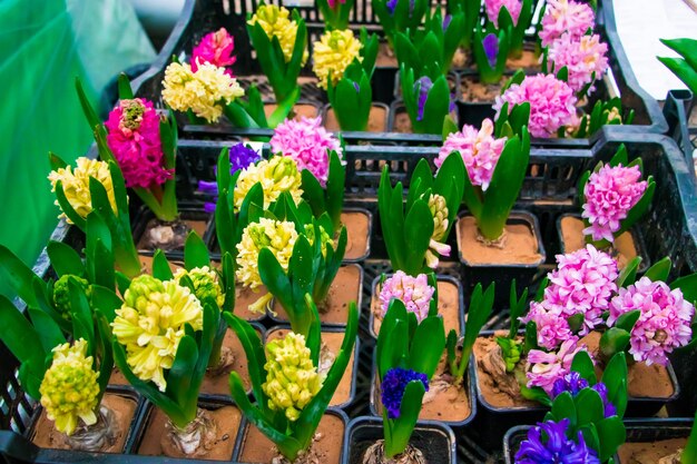 Jacinthes multicolores en pots Vente au magasin de fleurs Concept de jardinage à la maison