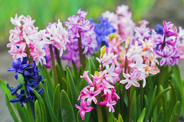 Des jacinthes multicolores poussent dans le jardin.