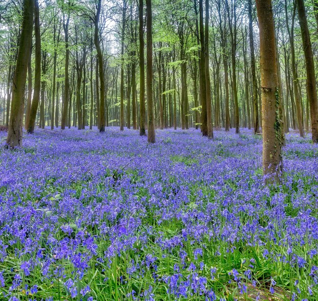 Jacinthes à Wepham Woods