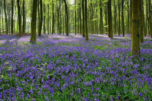 Jacinthes à Wepham Woods