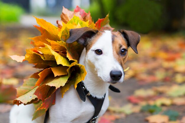 Jack Russel en automne