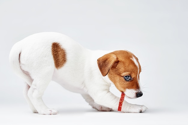 Jack russel terrier chien manger de la nourriture délicieuse sur blanc