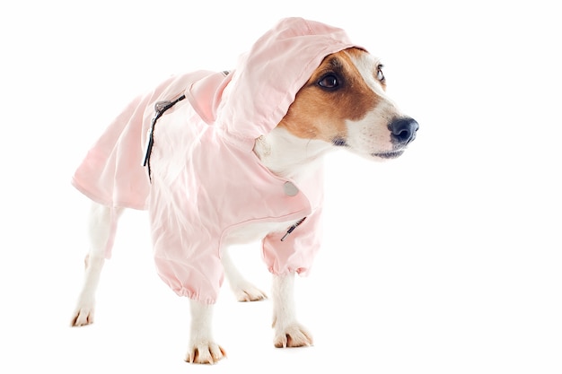 Jack russel terrier et imperméable