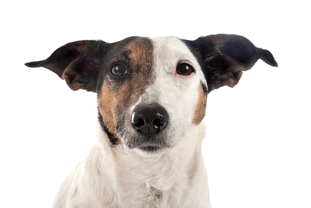 Jack russel terrier isolé sur blanc