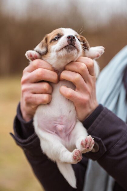 Jack russel terrier mignon chiot chien dans des mains humaines