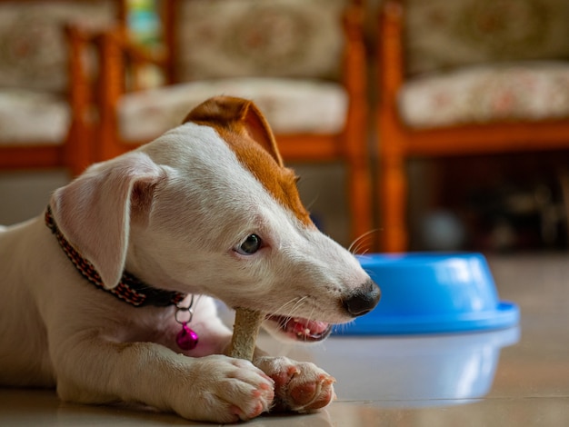 Jack russel terrier a mordu la nourriture en os dans le salon.