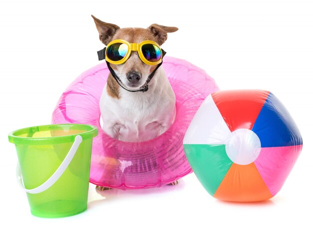 jack russel terrier sur la plage