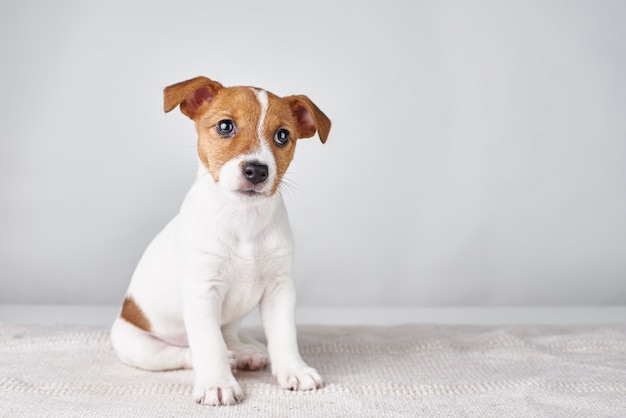 Jack Russel terrier puppy dog assis sur fond gris