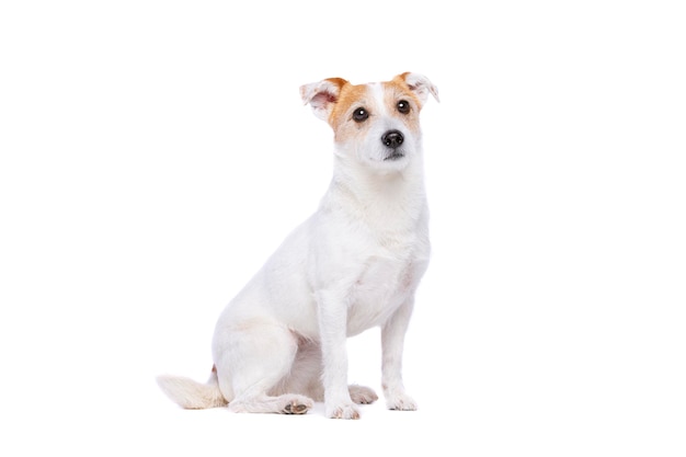 Jack Russel Terrier