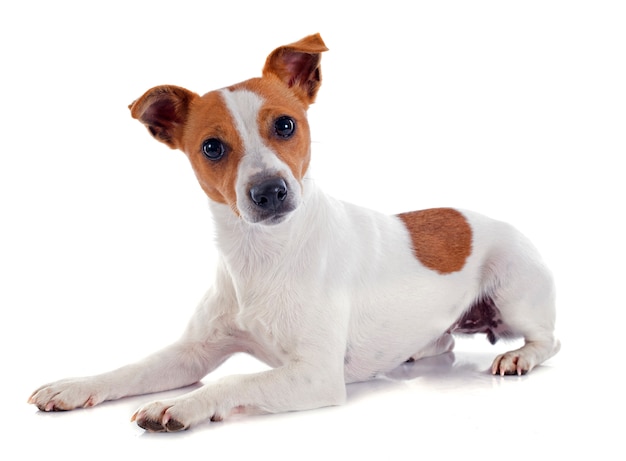 jack russel terrier