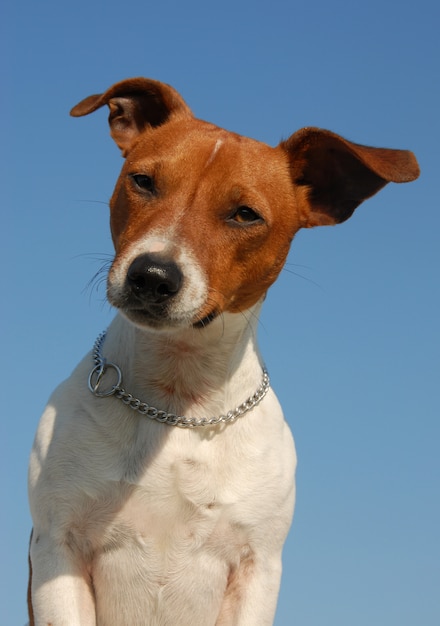 Jack russel terrier