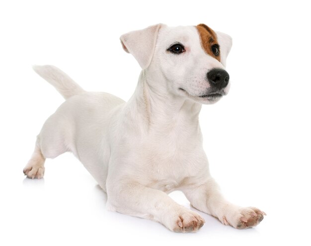 jack russel terrier