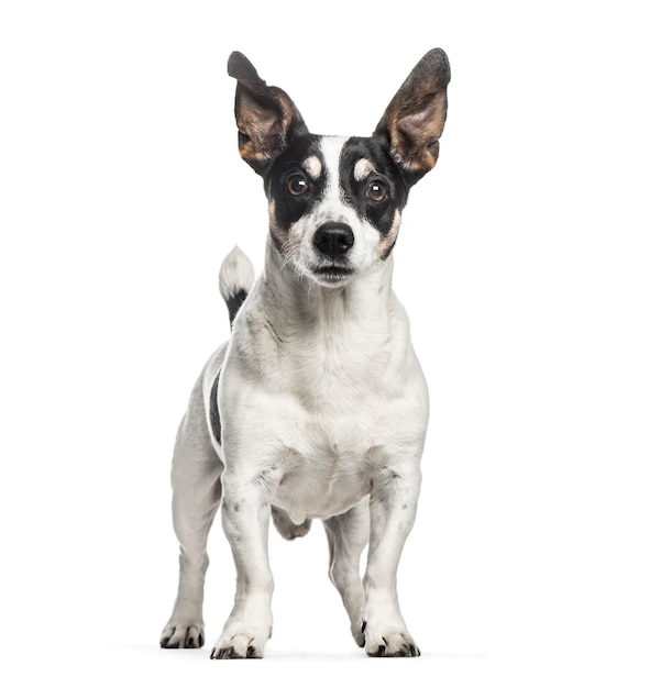 Jack Russell, 12 ans, devant un fond blanc