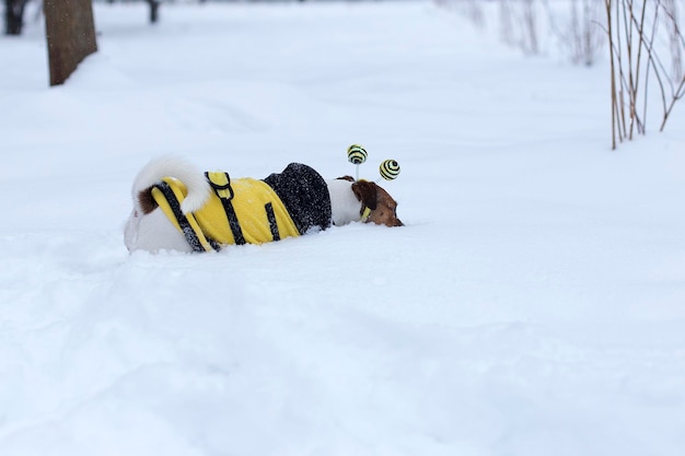 Jack Russell cherche la balle dans la neige