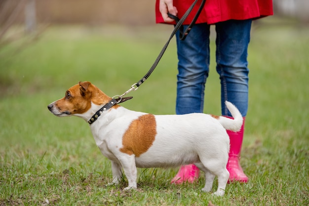 Jack Russell Chien Et Une Fille En Bottes Rouges Marchant Dans Le Parc Du Printemps.