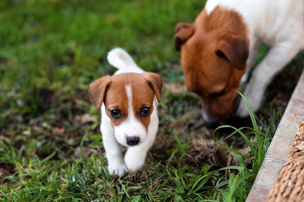 Jack russell chiens jouant sur l'herbe prairie. Chiot et chien adulte à l'extérieur dans le parc, l'été.