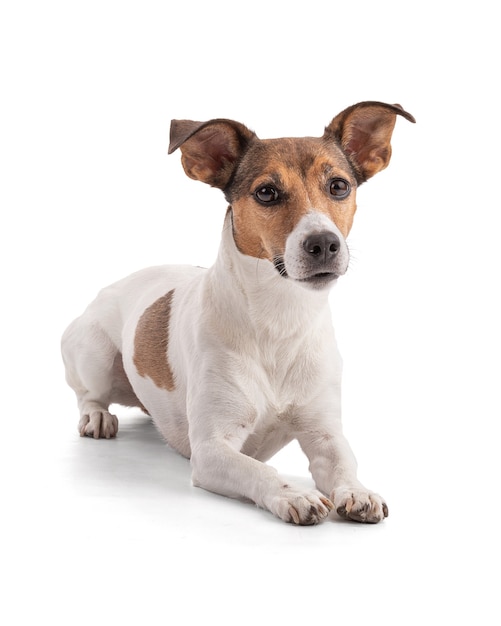 Jack Russell couché en studio sur fond blanc