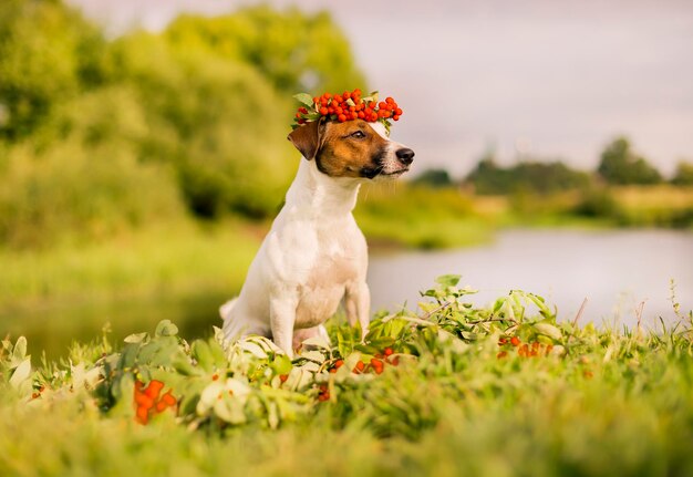 Jack Russell avec une couronne sur la tête de l'automne des cendres