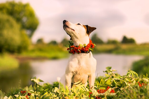 Jack Russell avec une couronne sur la tête de l'automne des cendres