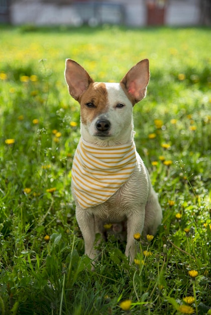 Jack Russell dans une écharpe sur l'herbe