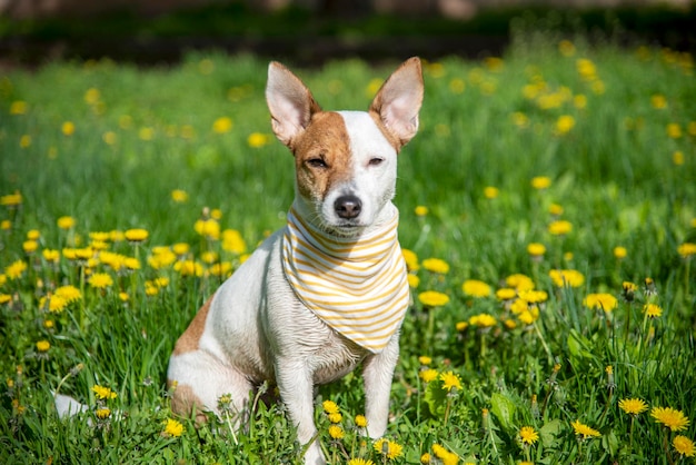 Jack Russell dans une écharpe sur l'herbe