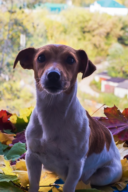 Jack Russell dans les feuilles d'automne en arrière-plan